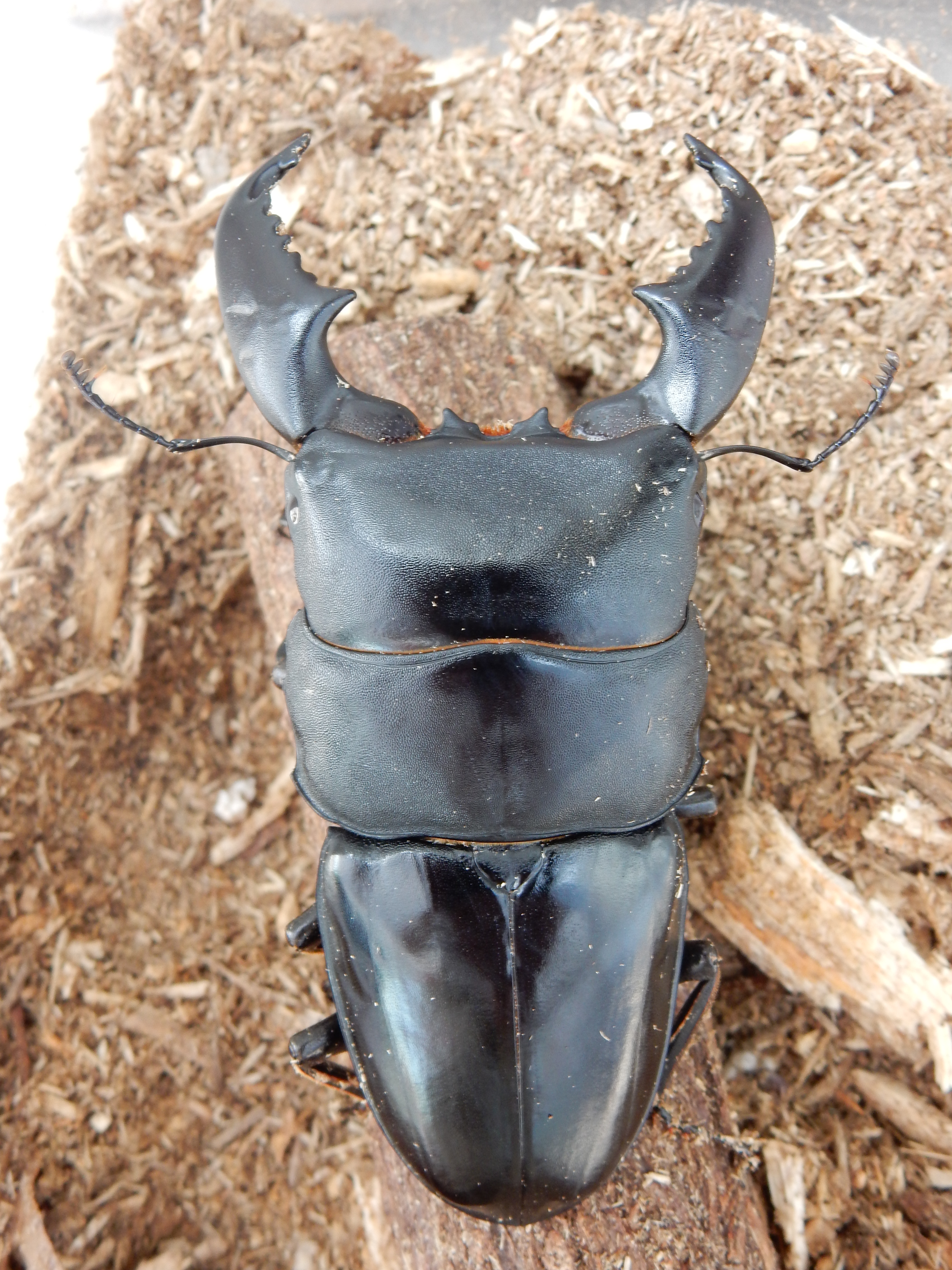 スマトラ　97.3mm　頭34.5.5　胸36　16.2孵化　後食済